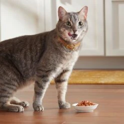 Meow Mix Savory Morsels Seafood Favorites Variety Pack Cat Food Trays -Meow Meals 100289 PT5. AC SS1800 V1670940409