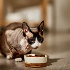 9 Lives Meaty Favorites Variety Pack Canned Cat Food -Meow Meals 100311 PT4. AC SS1800 V1682710674