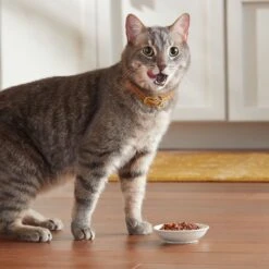 Meow Mix Tender Favorites With Real Tuna & Whole Shrimp In Sauce Cat Food Trays -Meow Meals 130523 PT4. AC SS1800 V1670940412
