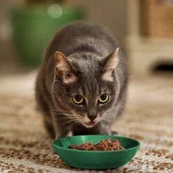 Iams Perfect Portions Indoor Grain-Free Salmon & Turkey Recipe Pate Variety Pack Adult Wet Cat Food Trays 10 Iams Perfect Portions Indoor Grain-Free Salmon & Turkey Recipe Pate Variety Pack Adult Wet Cat Food Trays -Meow Meals 131329 PT2. AC SS1800 V1697577532