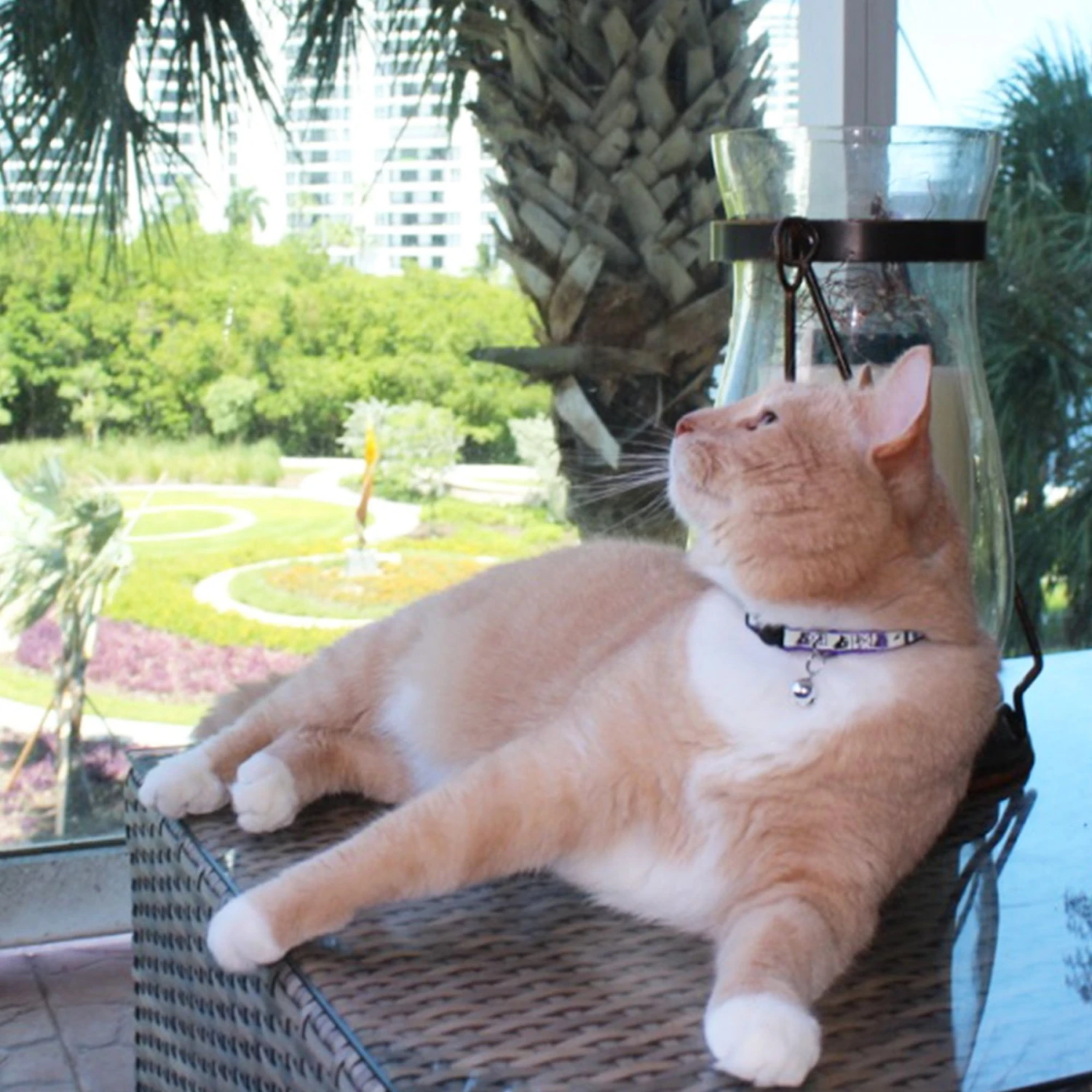 Pawtitas Glow In The Dark Nylon Breakaway Cat Collar With Bell 4 Pawtitas Glow In The Dark Nylon Breakaway Cat Collar With Bell - Image 2