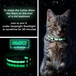 Pawtitas Glow In The Dark Nylon Breakaway Cat Collar With Bell 12 Pawtitas Glow In The Dark Nylon Breakaway Cat Collar With Bell -Meow Meals 134697 PT2. AC SS1800 V1681327784