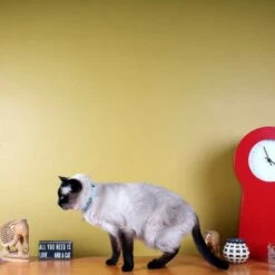 Pawtitas Nylon Reflective Breakaway Cat Collar With Bell -Meow Meals 134716 PT7. AC SS1800 V1682018508