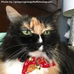 Necoichi Oribon Kimono Bow Tie Cotton Breakaway Cat Collar With Bell -Meow Meals 137017 PT2. AC SS1800 V1606871526