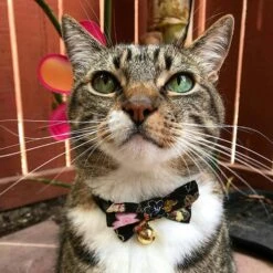Necoichi Japanese Kimono Bow Tie Cotton Breakaway Cat Collar With Bell 11 Necoichi Japanese Kimono Bow Tie Cotton Breakaway Cat Collar With Bell -Meow Meals 137019 PT2. AC SS1800 V1627609590