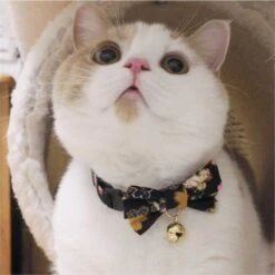 Necoichi Japanese Kimono Bow Tie Cotton Breakaway Cat Collar With Bell 12 Necoichi Japanese Kimono Bow Tie Cotton Breakaway Cat Collar With Bell -Meow Meals 137019 PT3. AC SS1800 V1627610784