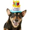 Frisco Birthday Cake Dog & Cat Hat -Meow Meals 139518 MAIN. AC SS1800 V1540401491