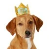 Frisco Happy Birthday Dog & Cat Crown -Meow Meals 153665 MAIN. AC SS1800 V1551230974
