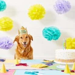 Frisco Happy Birthday Dog & Cat Crown -Meow Meals 153665 PT5. AC SS1800 V1551231039