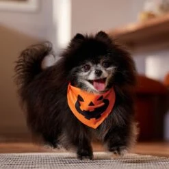 Frisco Jack O' Lantern Pumpkin Dog & Cat Bandana 13 Frisco Jack O' Lantern Pumpkin Dog & Cat Bandana -Meow Meals 158934 PT4. AC SS1800 V1564430535