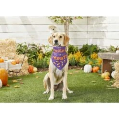 Frisco I Do Tricks For Treats Dog & Cat Bandana 13 Frisco I Do Tricks For Treats Dog & Cat Bandana -Meow Meals 158938 PT4. AC SS1800 V1633069923