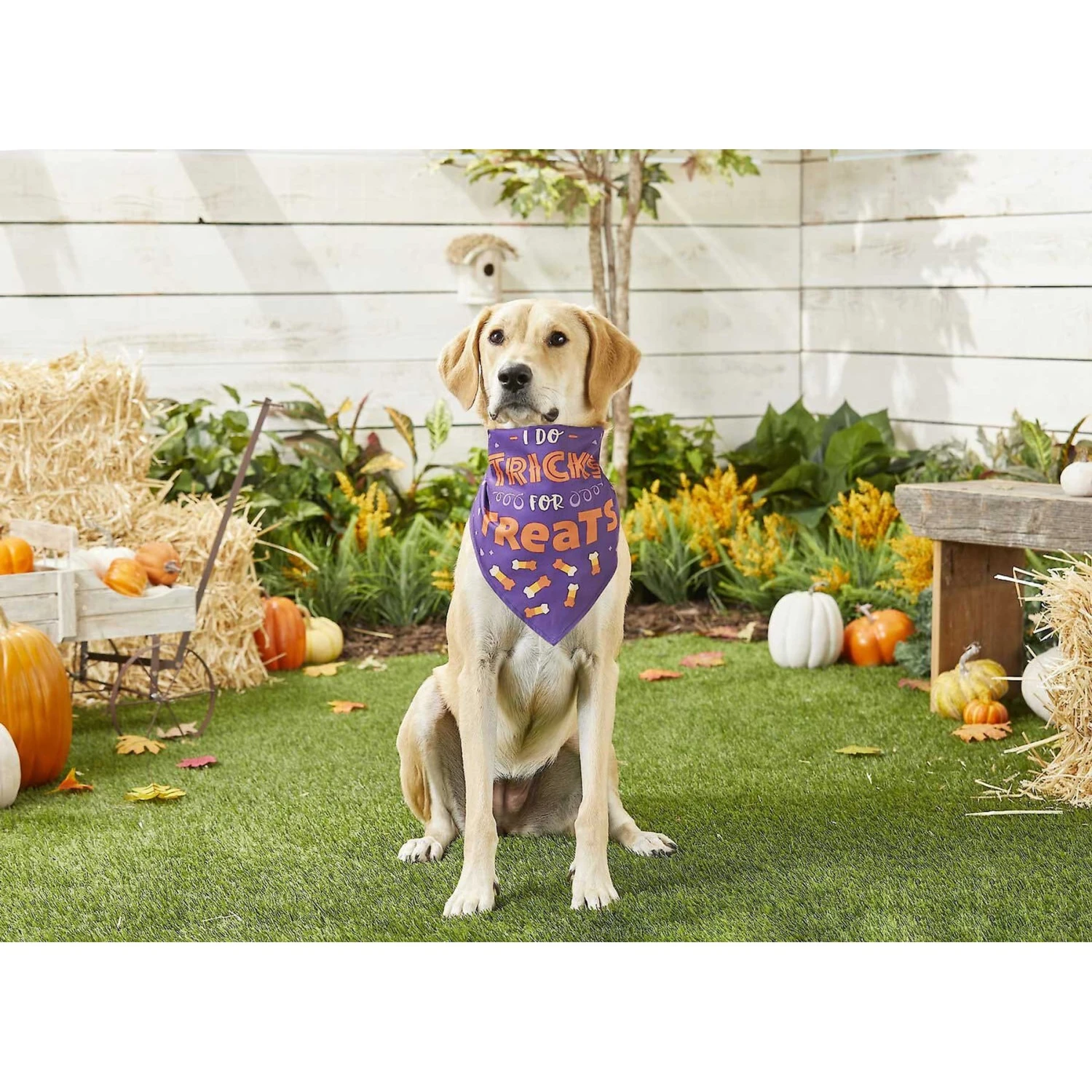 Frisco I Do Tricks For Treats Dog & Cat Bandana 7 Frisco I Do Tricks For Treats Dog & Cat Bandana - Image 5