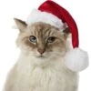 Frisco Holiday Dog & Cat Santa Hat, 1 Count -Meow Meals 160054 MAIN. AC SS1800 V1663948847