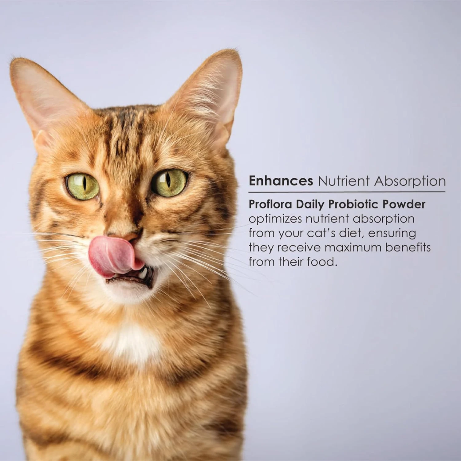 Proflora Powder Digestive Supplement For Cats 5 Proflora Powder Digestive Supplement For Cats - Image 3