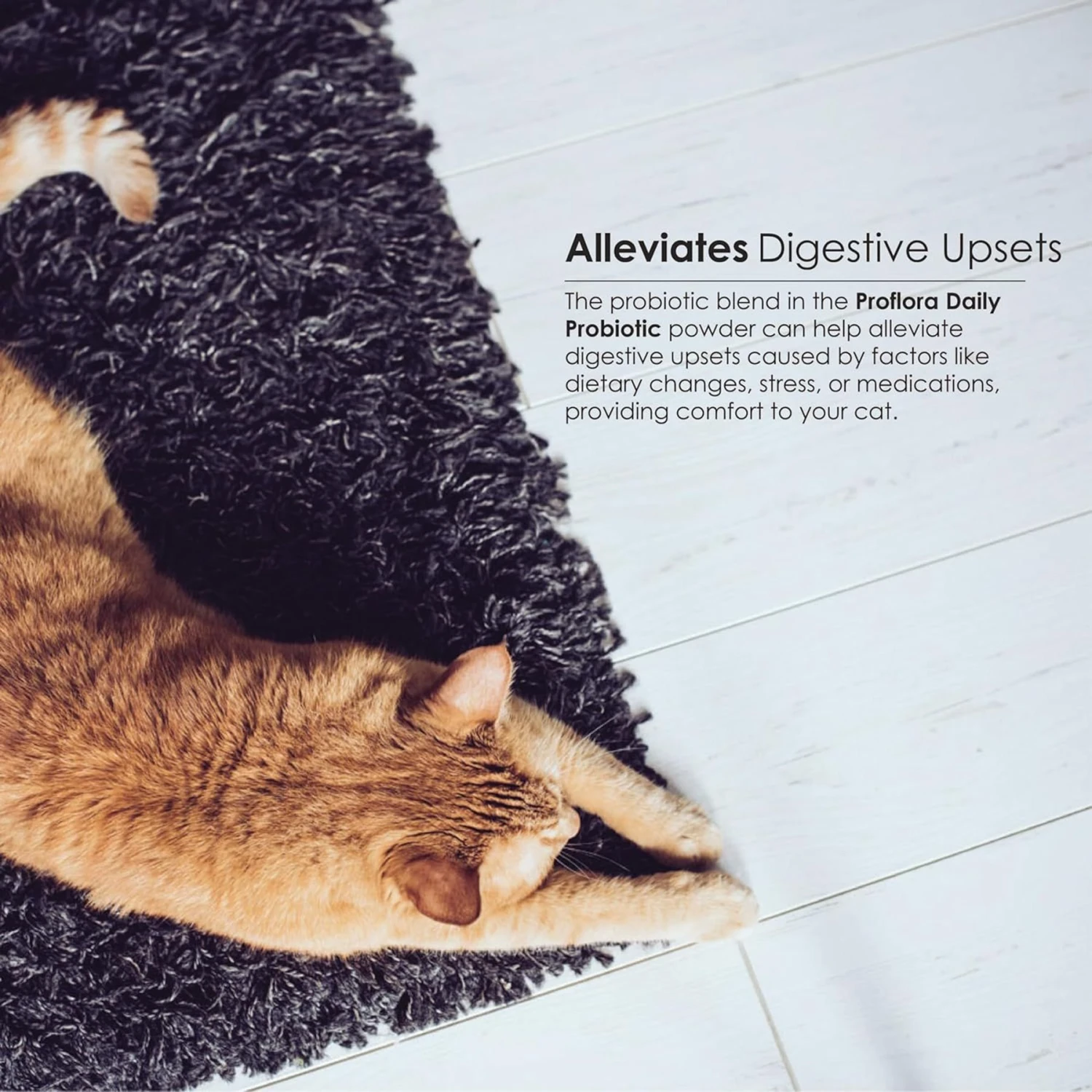 Proflora Powder Digestive Supplement For Cats 9 Proflora Powder Digestive Supplement For Cats - Image 7