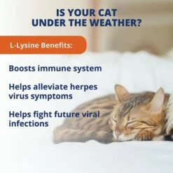 Under The Weather L-Lysine Soft Chews Cat Supplement -Meow Meals 180464 PT2. AC SS1800 V1618875730