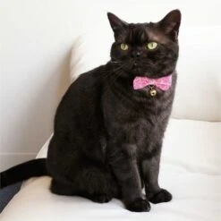 Necoichi Kiku Ribbon Bow Tie Cotton Breakaway Cat Collar With Bell -Meow Meals 183483 PT7. AC SS1800 V1565879845