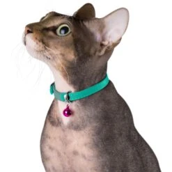 CollarDirect Leather Cat Collar With Bell -Meow Meals 189968 PT2. AC SS1800 V1565039531