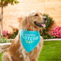 Frisco Happy Gotcha Day Dog & Cat Bandana -Meow Meals 200538 PT3. AC SS1800 V1633086146