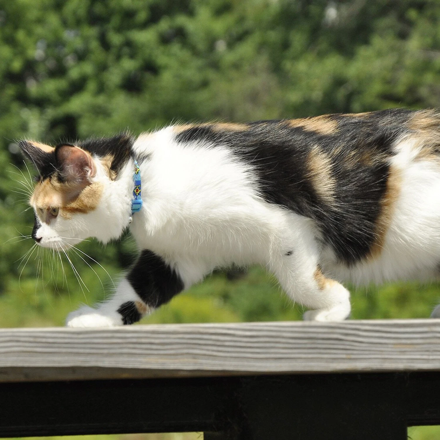 Safe Cat Fashion Adjustable Breakaway Cat Collar 4 Safe Cat Fashion Adjustable Breakaway Cat Collar - Image 2