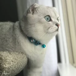 Safe Cat Jeweled Glitter Polyester Breakaway Cat Collar With Bell -Meow Meals 202128 PT2. AC SS1800 V1628572942