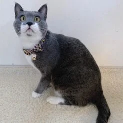 Necoichi Lucky Charm Bow Tie Cotton Breakaway Cat Collar With Bell -Meow Meals 205965 PT5. AC SS1800 V1606871246