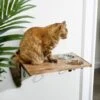 Frisco Wooden Wall Mounted Stainless Steel Cat Feeding Station With Bowl -Meow Meals 213784 MAIN. AC SS1800 V1599771967
