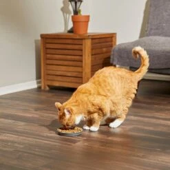 Frisco Round Cat Dish 11 Frisco Round Cat Dish -Meow Meals 216008 PT7. AC SS1800 V1605664315