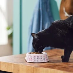 Frisco Pink Cute Cats Melamine Bowl -Meow Meals 216043 PT7. AC SS1800 V1633025211