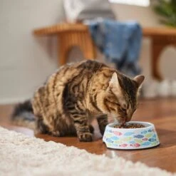 Frisco Colorful Fish Melamine Bowl -Meow Meals 216047 PT7. AC SS1800 V1633025238