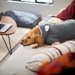 Frisco Bear Hooded Dog & Cat Sweater -Meow Meals 223786 PT7. AC SS1800 V1599566227