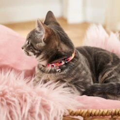 Disney Minnie Mouse Floral Cat Collar -Meow Meals 226277 PT4. AC SS1800 V1614028939