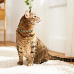 Disney Mickey Mouse Hawaiian Cat Collar -Meow Meals 226283 PT4. AC SS1800 V1614028659