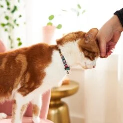 Disney Princess Cat Collar -Meow Meals 226287 PT4. AC SS1800 V1614274907