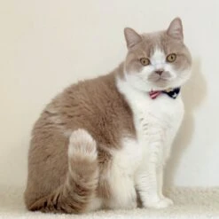 Necoichi My Cat For President Cotton Breakaway Cat Collar With Bell -Meow Meals 230665 PT6. AC SS1800 V1631312200