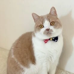 Necoichi My Cat For President Cotton Breakaway Cat Collar With Bell -Meow Meals 230665 PT8. AC SS1800 V1631316368