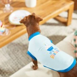 Frisco It's My Birthday & Cat T-Shirt -Meow Meals 249249 PT7. AC SS1800 V1614289318