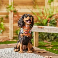 Frisco Southwest Dog & Cat Bandana -Meow Meals 267904 PT5. AC SS1800 V1637679734