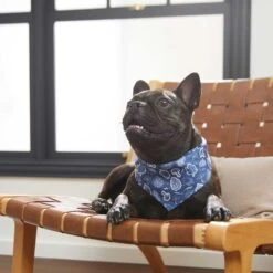 Frisco Fall Vibes Dog & Cat Bandana 15 Frisco Fall Vibes Dog & Cat Bandana -Meow Meals 267913 PT5. AC SS1800 V1637722289