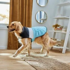 Frisco Mediumweight Colorblock Insulated Dog & Cat Puffer Coat With Pocket, Blue -Meow Meals 268311 PT8. AC SS1800 V1629766581
