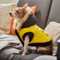 Frisco Heavyweight Anchorage Insulated Dog & Cat Parka, Yellow/Black -Meow Meals 268397 PT8. AC SS1800 V1629761431