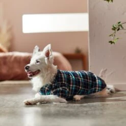 Frisco Multi-Plaid Dog & Cat Flannel Shirt 19 Frisco Multi-Plaid Dog & Cat Flannel Shirt -Meow Meals 268588 PT8. AC SS1800 V1629755804