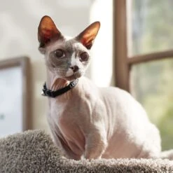 Frisco Nylon Personalized Breakaway Cat Collar With Bell -Meow Meals 270731 PT6. AC SS1800 V1629992558