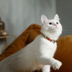 STAR WARS THE MANDALORIAN GROGU Pumpkin Dog Collar -Meow Meals 272940 PT8. AC SS1800 V1623879679