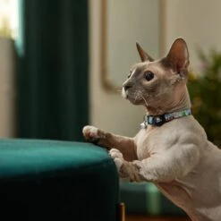 STAR WARS THE MANDALORIAN'S THE CHILD Holiday Cat Collar 8 STAR WARS THE MANDALORIAN'S THE CHILD Holiday Cat Collar -Meow Meals 289708 PT8. AC SS1800 V1632189817