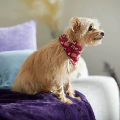 Frisco Love Letters Dog & Cat Bandana -Meow Meals 292051 PT7. AC SS1800 V1702598609