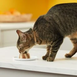 Meow Mix Tasty Layers Tuna & Whitefish Recipe Stuffed With Real Tuna Swirled Paté Cat Food, 2.75-oz Can, Case Of 12 -Meow Meals 292096 PT5. AC SS1800 V1619575024