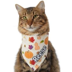 Frisco Pumpkin Spice Personalized Dog & Cat Bandana -Meow Meals 296998 PT7. AC SS1800 V1627654273