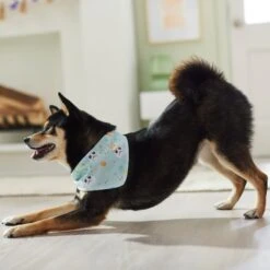 STAR WARS STORMTROOPER Easter Bunnies Dog & Cat Bandana 14 STAR WARS STORMTROOPER Easter Bunnies Dog & Cat Bandana -Meow Meals 297564 PT5. AC SS1800 V1640712773