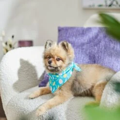 Frisco Spring Easter Egg Dog & Cat Bandana -Meow Meals 300663 PT5. AC SS1800 V1641539822